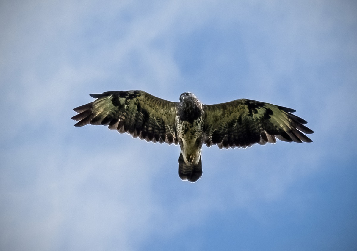 1_Buzzard0596-dn-1