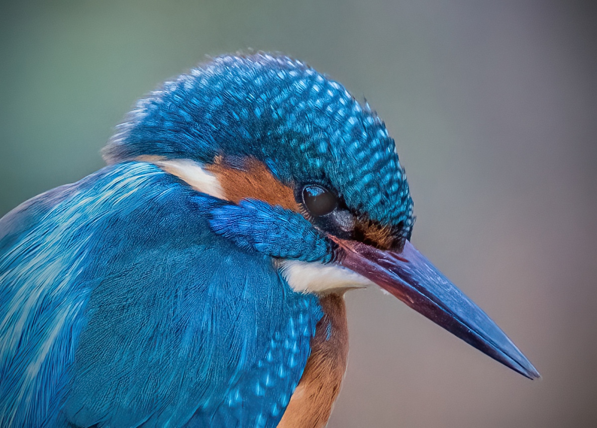 1_Kingfisher1161-dn