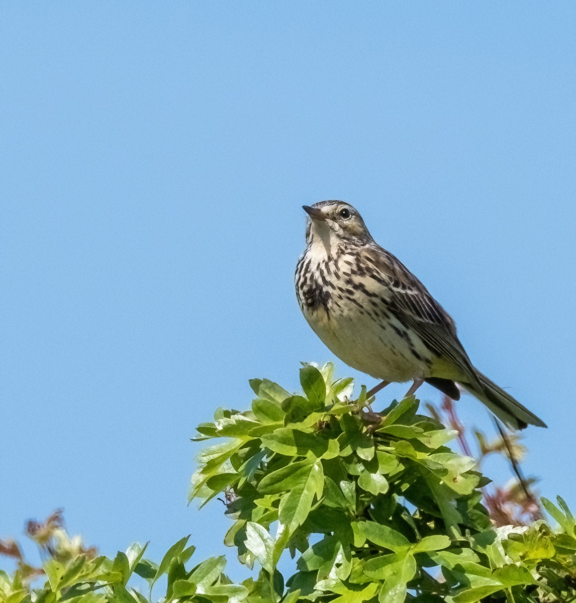 1_Meadow-pipit2076-dn
