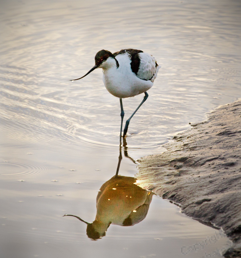 Avocet5390