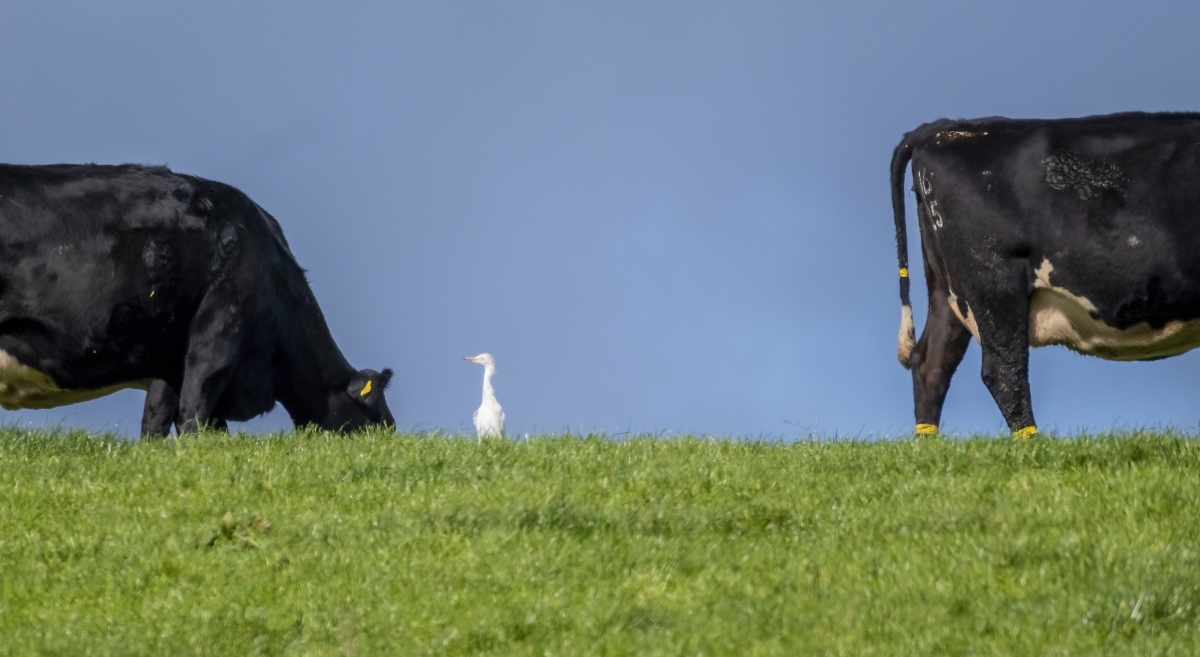 Cattle-Egret1688-dn