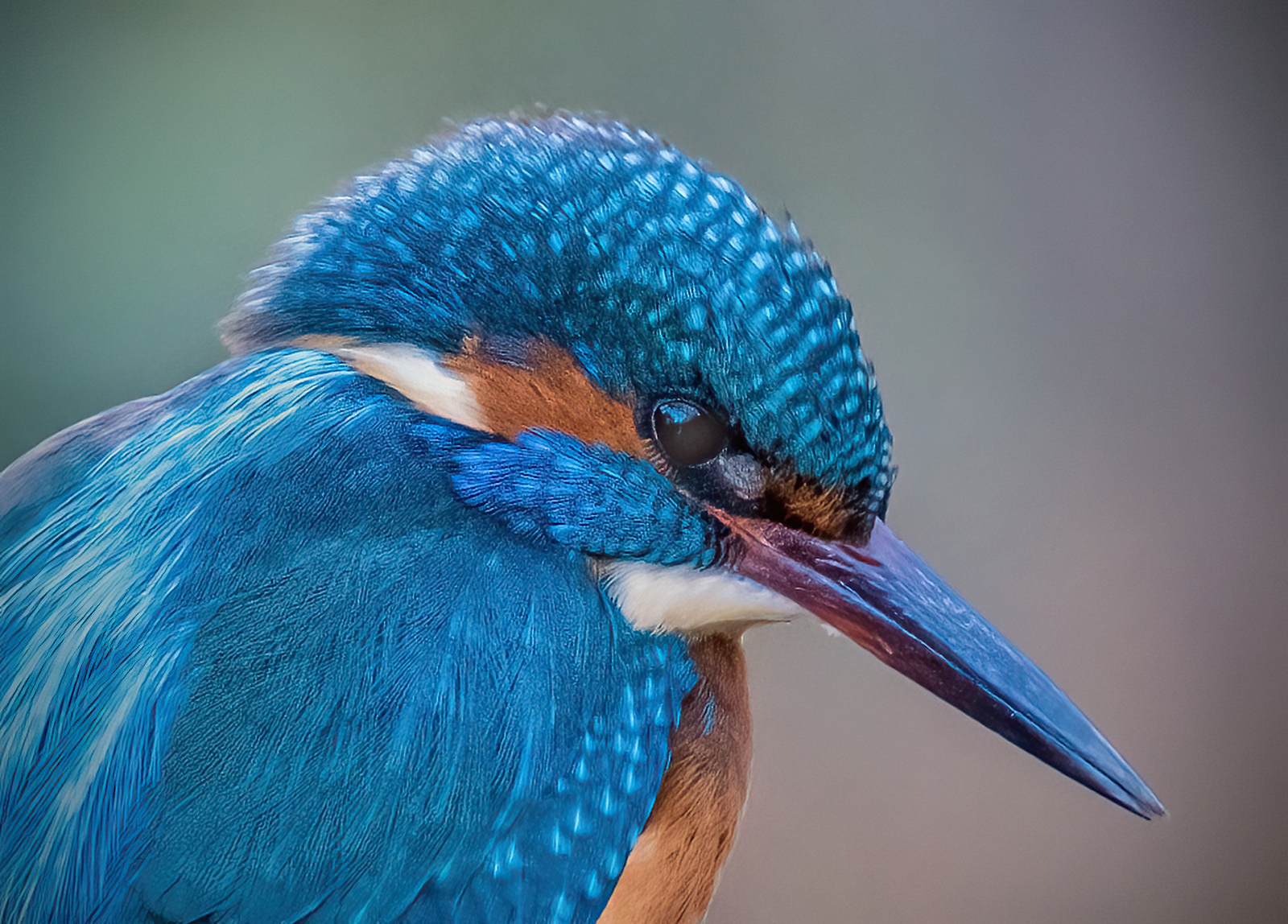 Kingfisher1161-dn