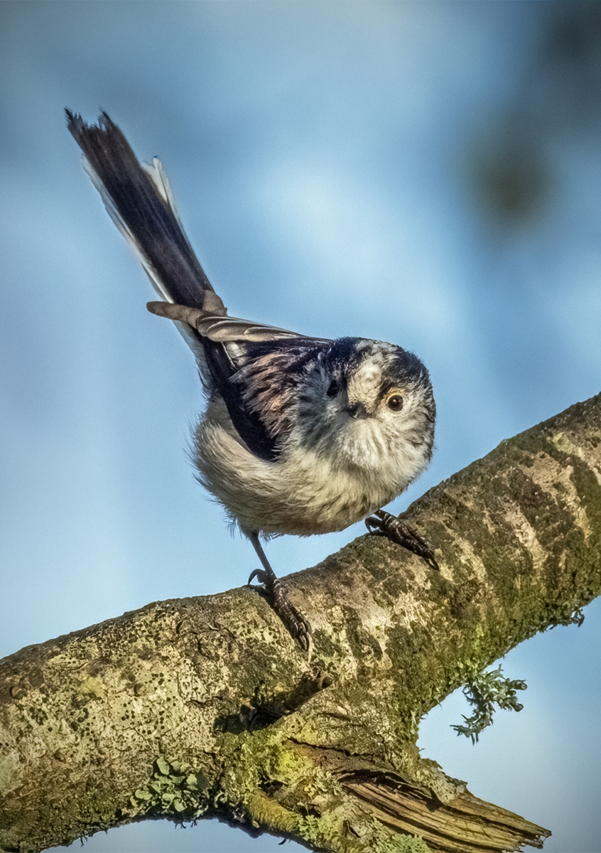 Long-tailed-tit