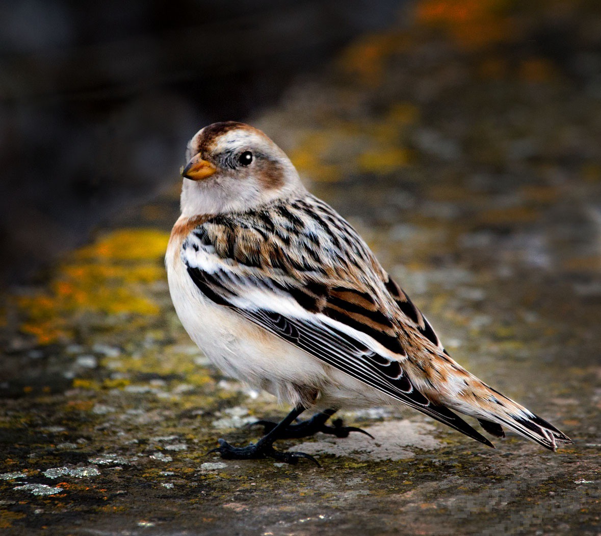 SnowBunting1814