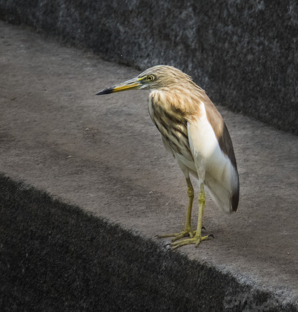 SriLanka0058