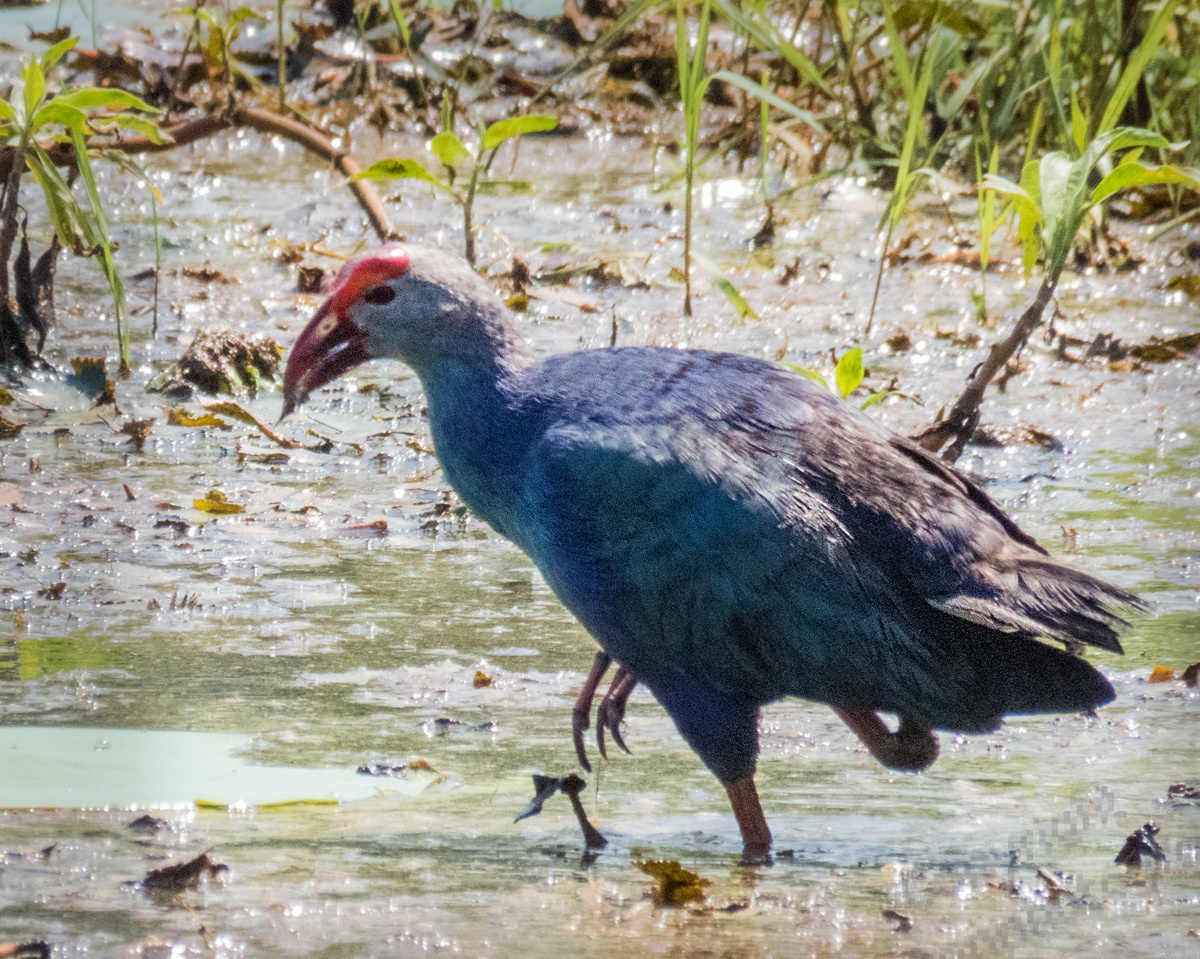 SriLanka0277