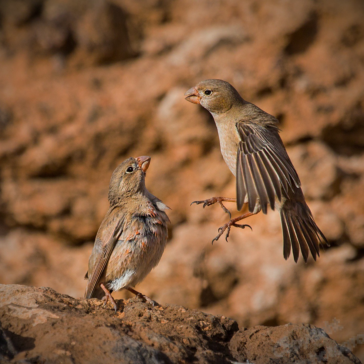 Trumpeter-finches5249-wcpf