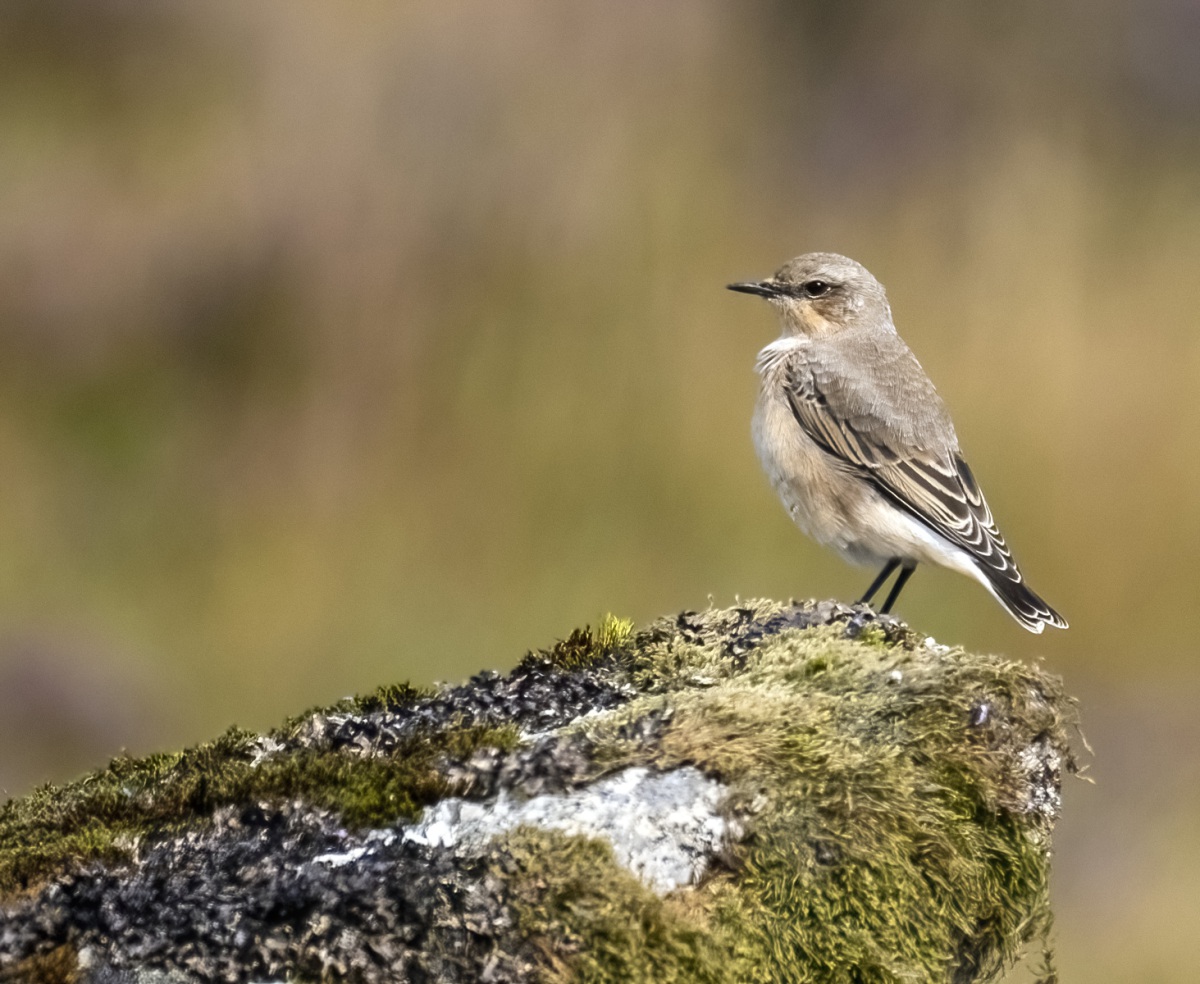 Wheatear