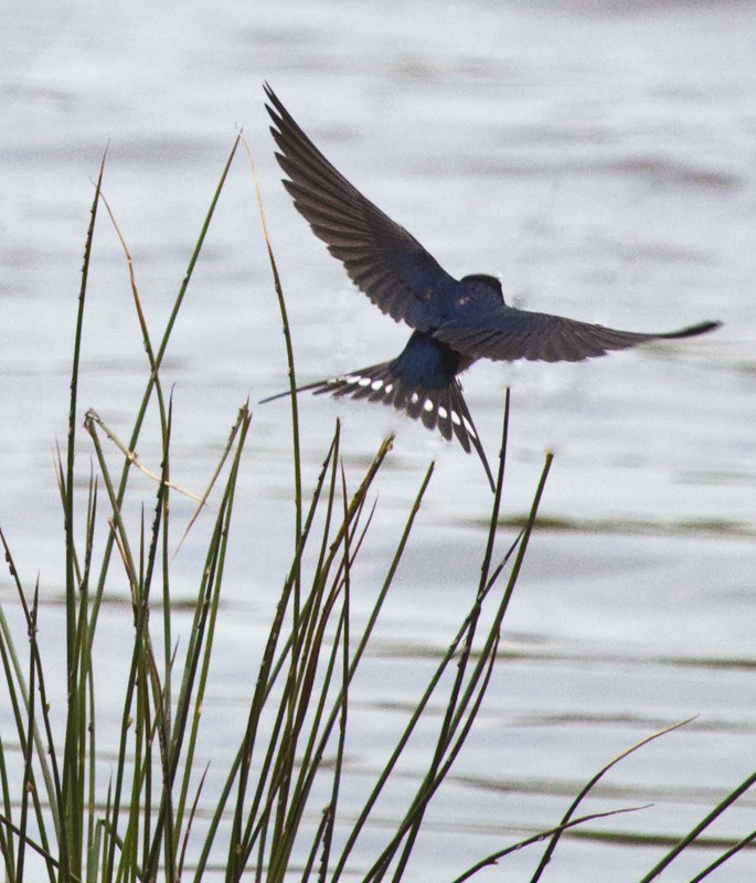 swallow-7904