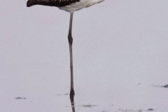 Juvenile Flamingo