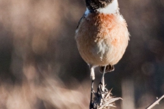 Stonechat, El-Rocio, Spain