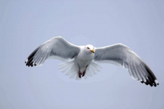 Herring Gull