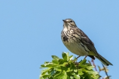 1_Meadow-pipit2076-dn