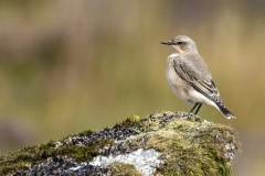 1_Wheatear0521-dn-1