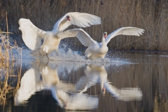 Two Swans, Dawlish Warren Nature Reserve