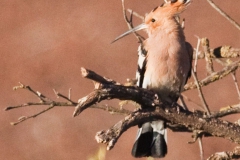 Hoopoe