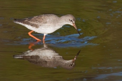 Redshank