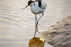 Avocet5390