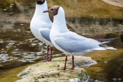 Black Headed Gulls