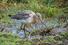 Black-Tailed-Godwit3451-dn