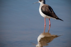 Black-winged-stilt