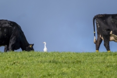 Cattle-Egret1688-dn