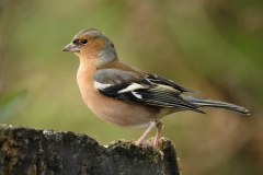 Chaffinch