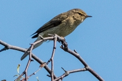 Chiffchaff