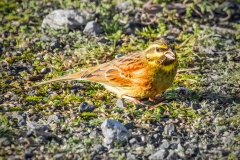 Cirl Bunting, S Devon