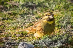 Cirl Bunting, S Devon