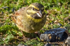 Cirl Bunting, S Devon