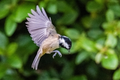 Coal Tit