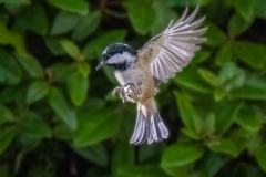 Coal Tit