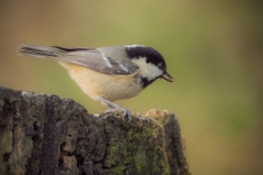 Coal-tit