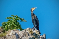 Cormorant-seasafari3762-dn