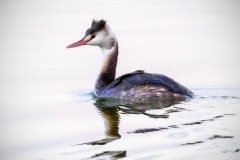 Great Crested Grebe, in an infinity pool.