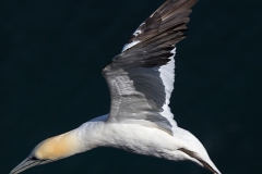 Gannet