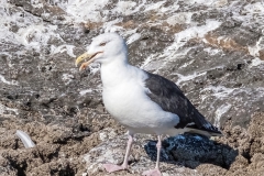 Great-Black-backed-Gull-seasafari3757-dn