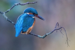 Kingfisher1152dn-wcpf