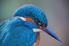 Kingfisher1161-dn