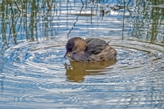 Little-Grebe3542-dn