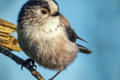 Long-tailed-Tit1580dn-wcpf