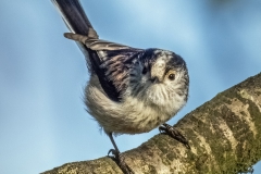 Long-tailed-tit