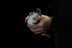 Manx Shearwater, Bardsey Island