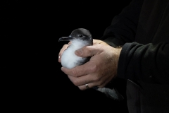 Manx Shearwater, Bardsey Island