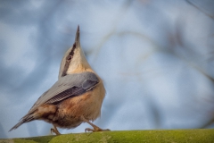 Nuthatch