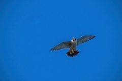 Peregrine-seasafari3812-dn