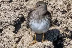 Purple-Sandpiper-seasafari3715-dn