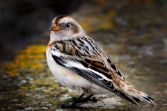SnowBunting1814