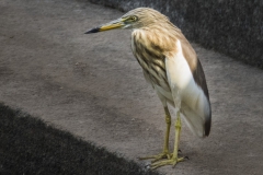 SriLanka0058
